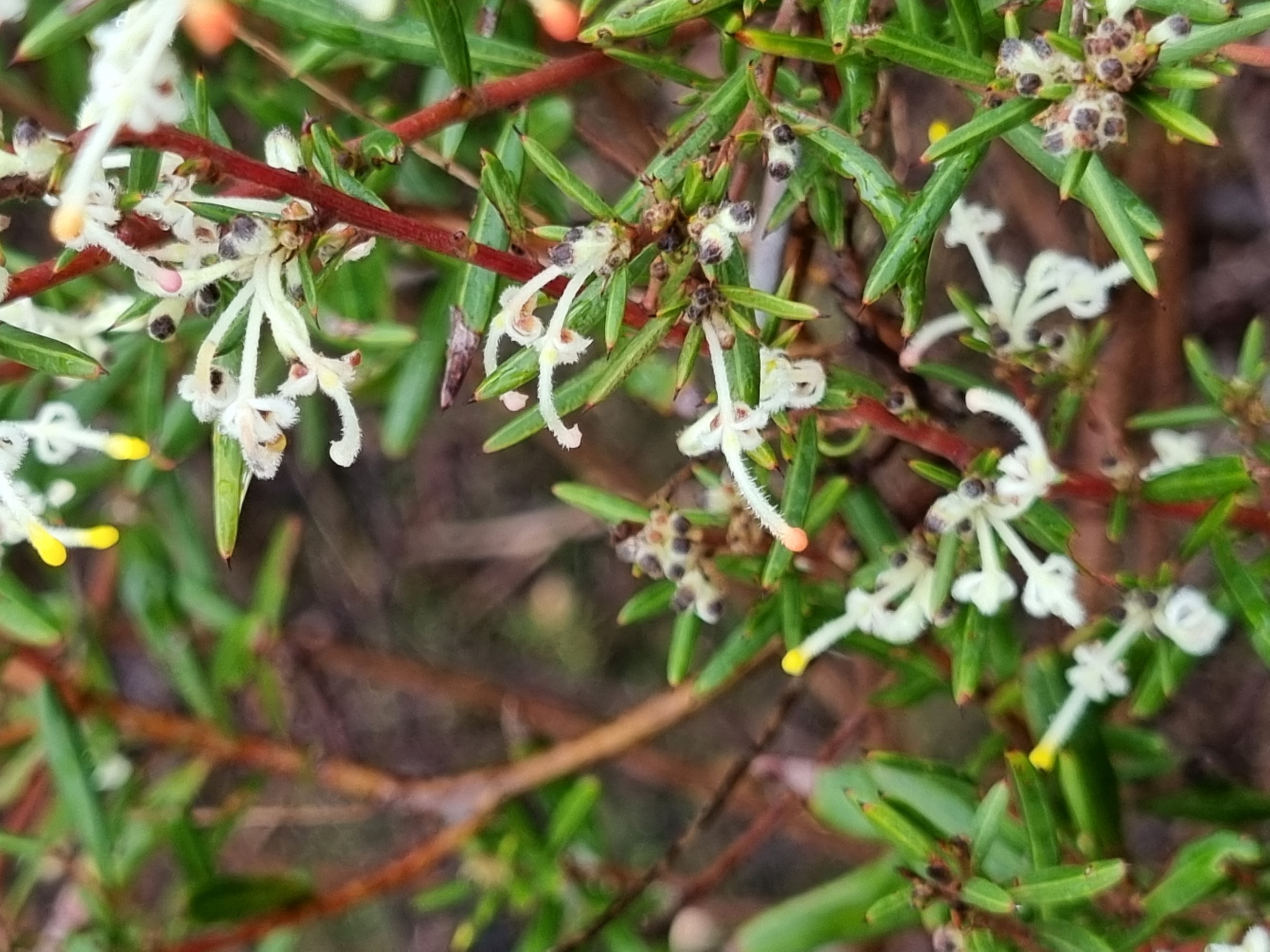 pilulifera